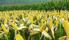 爆料视频农田玉米谷子,玉米与谷子共舞，揭秘丰收背后的秘密